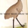25-342  Cassowary by Nodder & Shaw  c.1792