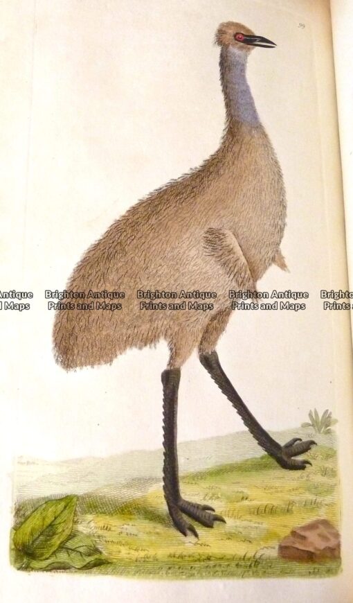 25-342  Cassowary by Nodder & Shaw  c.1792
