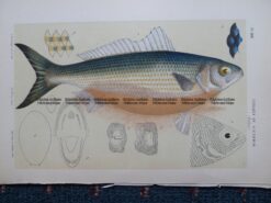 25-342 - The Roughy  (found in Victoria) McCoy - circa 1877-85 Chromolithograph 21cm X 13cm Condition A+