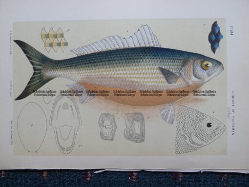 25-342 – The Roughy  (found in Victoria) McCoy – circa 1877-85 Chromolithograph 21cm X 13cm Condition A+