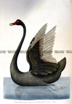 25-343  Black Swan by Nodder & Shaw  c.1792