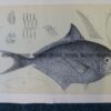25-344 Ray's Sea Bream Fish (found in Victoria) by McCoy