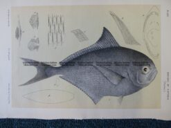 25-344 Ray's Sea Bream Fish (found in Victoria) by McCoy