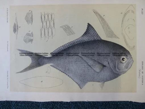 25-344 Ray’s Sea Bream Fish (found in Victoria) by McCoy