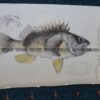25-345 Banded Red Gurnet Perch (found in Vic) by McCoy
