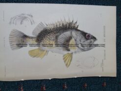 25-345 Banded Red Gurnet Perch (found in Vic) by McCoy