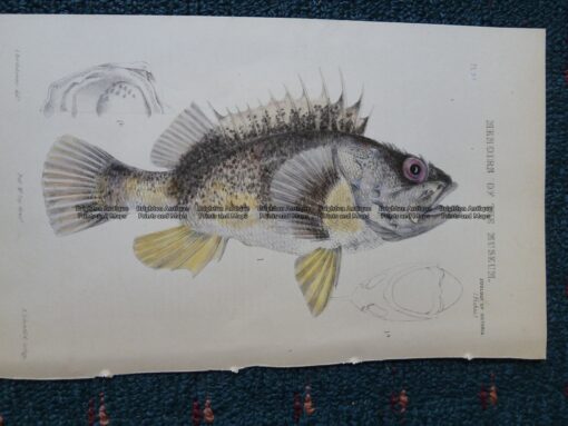 25-345 Banded Red Gurnet Perch (found in Vic) by McCoy