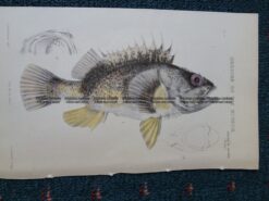 25-345 Banded Red Gurnet Perch (found in Vic) by McCoy