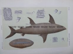 25-346  Cetorminus Maximus (fish found in Vic) by McCoy
