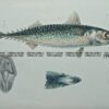 25-347  Southern Mackerel (fish found in Vic) by McCoy