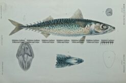 25-347  Southern Mackerel (fish found in Vic) by McCoy