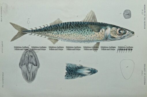 25-347  Southern Mackerel (fish found in Vic) by McCoy