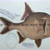 25-348  Australian Rough (fish found in Vic) by McCoy