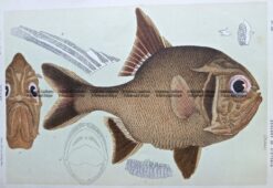 25-348  Australian Rough (fish found in Vic) by McCoy
