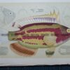 25-349  Macleay's Wrasse (fish in Victoria) by McCoy