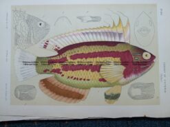 25-349  Macleay's Wrasse (fish in Victoria) by McCoy