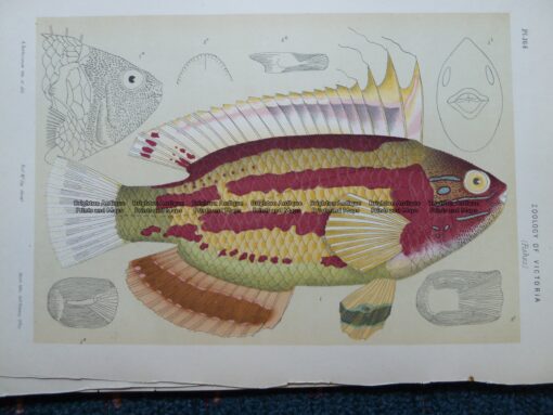 25-349  Macleay’s Wrasse (fish in Victoria) by McCoy