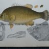 25-350  Murray Golden Perch (fish found in Vic) by McCoy