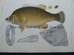 25-350  Murray Golden Perch (fish found in Vic) by McCoy