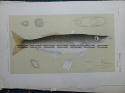 25-351  Pike (fish found in Vic) by McCoy