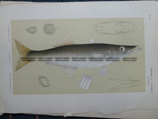 25-351  Pike (fish found in Vic) by McCoy