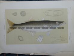 25-351  Pike (fish found in Vic) by McCoy