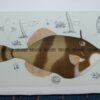 25-352  Leatherjacket (fish found in Vic) by McCoy