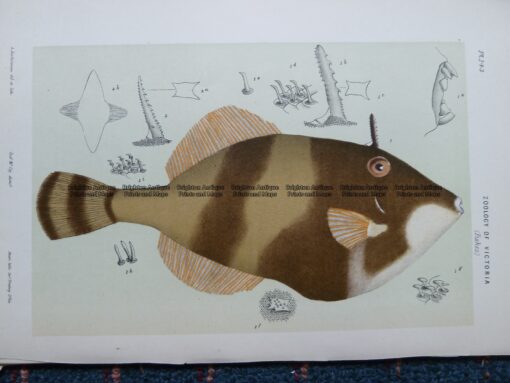 25-352  Leatherjacket (fish found in Vic) by McCoy