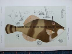 25-352  Leatherjacket (fish found in Vic) by McCoy