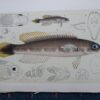 25-353  Trachinops (fish found in Vic) by McCoy