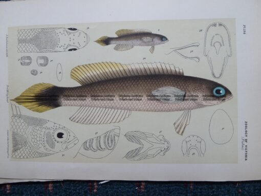 25-353  Trachinops (fish found in Vic) by McCoy