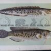 25-354  Rockling (fish found in Vic) by McCoy
