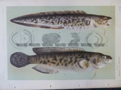 25-354  Rockling (fish found in Vic) by McCoy