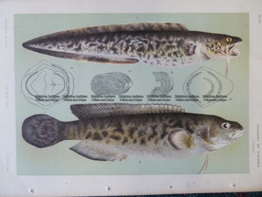 25-354  Rockling (fish found in Vic) by McCoy