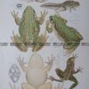 25-355  Bell Frog (found in Vic) by McCoy