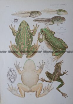 25-355  Bell Frog (found in Vic) by McCoy