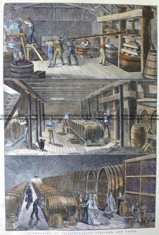 26-659  Greiffenhagen in Winery in Victoria  c.1878