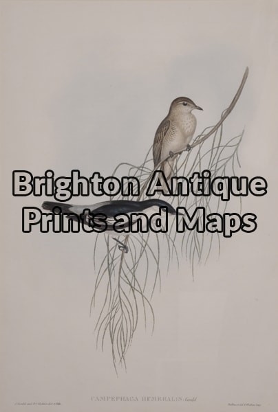 28-408  John Gould Birds of Australia