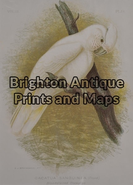 28-411  Bloodstained Cockatoo by Broinowski circa 1887-1891
