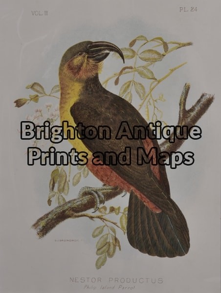 28-412  Philip Island Parrot by Broinowski circa 1887-1891
