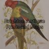 28-413  Red Winged Lory and King Lory by Broinowski circa 1887-1891