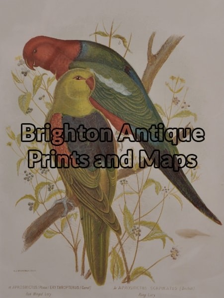 28-413  Red Winged Lory and King Lory by Broinowski circa 1887-1891