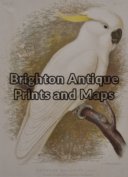 28_410  Great Sulphur-crested Cockatoo by Broinowski circa 1887-1891