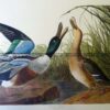 29-431  Shoveler Duck or Anas Clypeata by Audubon