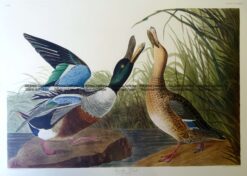 29-431  Shoveler Duck or Anas Clypeata by Audubon