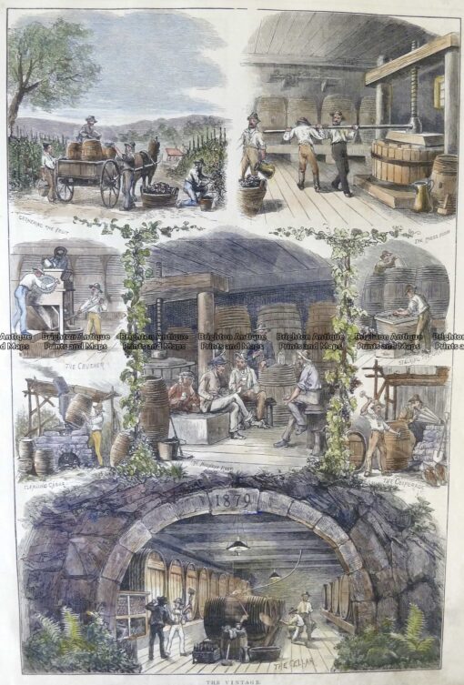 29-658  Vineyard in Victoria  c.1879