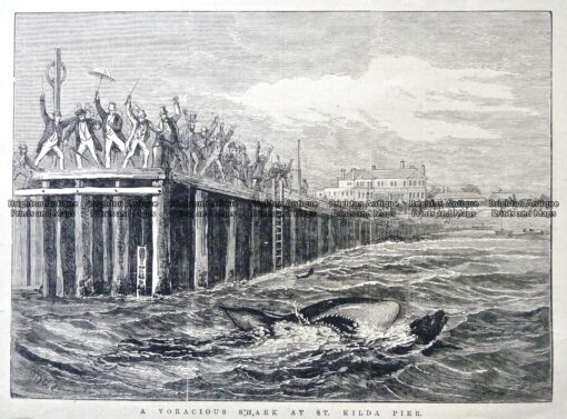 3-137  St Kilda- shark attack  c.1878