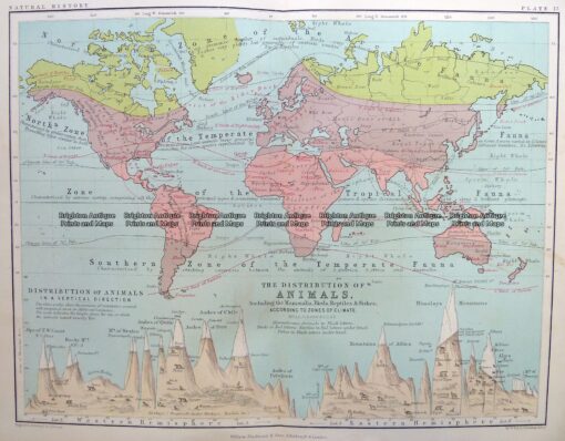 3-390 World – Distribution of Animals