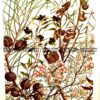 Clone of Botanical by Meredith