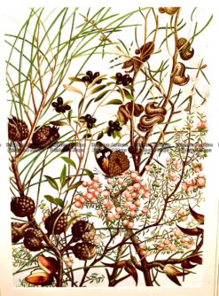 Clone of Botanical by Meredith